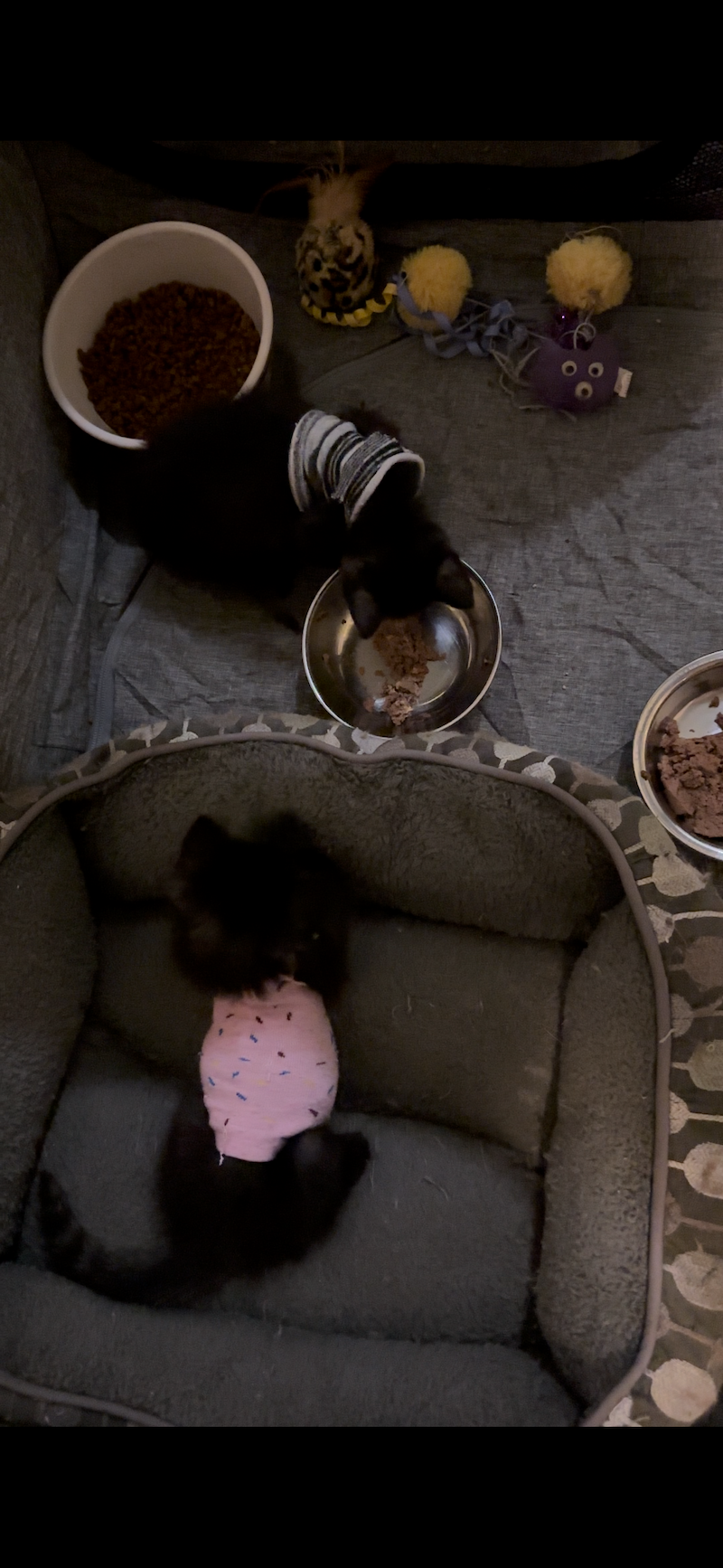 two black kittens attempting to eat and play